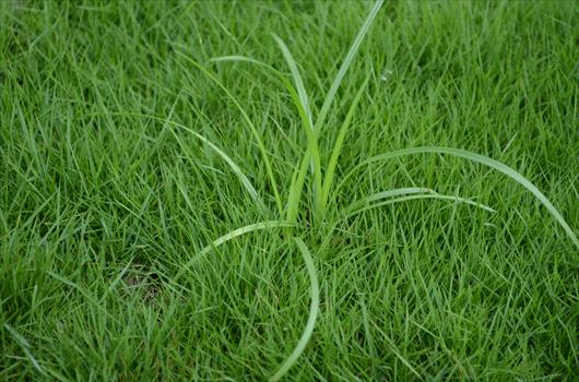 sedge on lawn